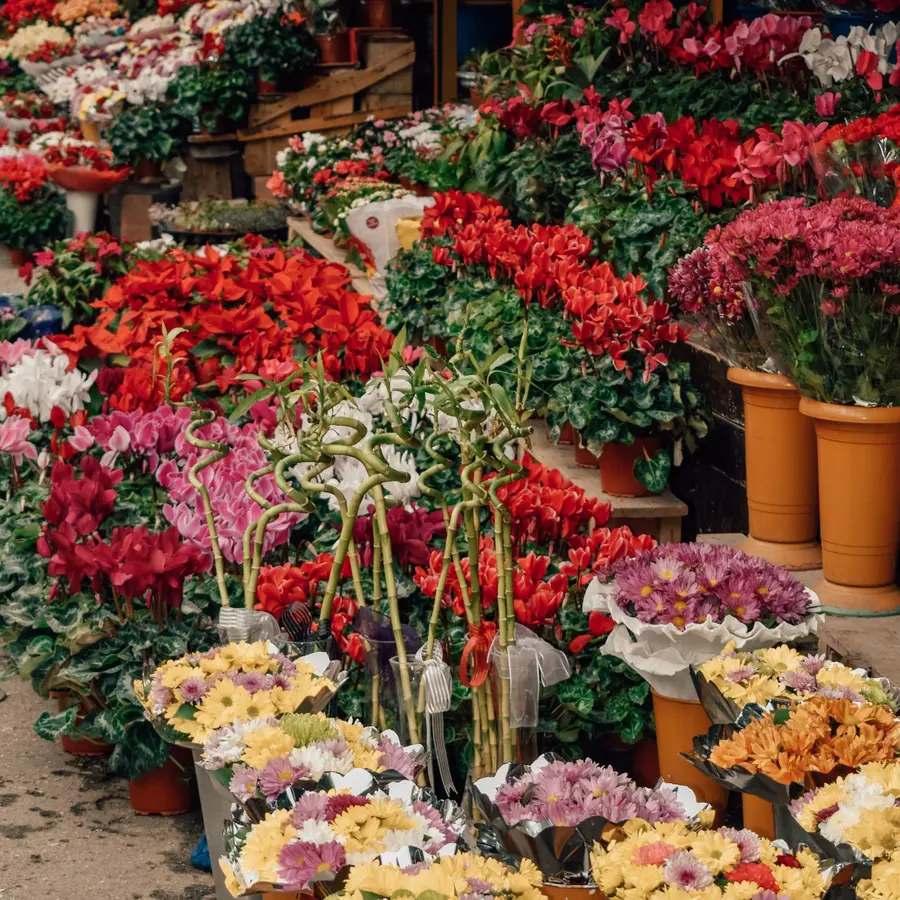 Orquídeas de temporada